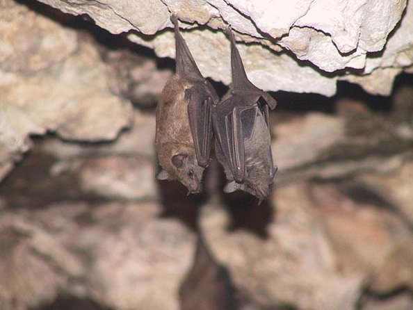 Hato Caves, Turtles & Beach - Good To Know
