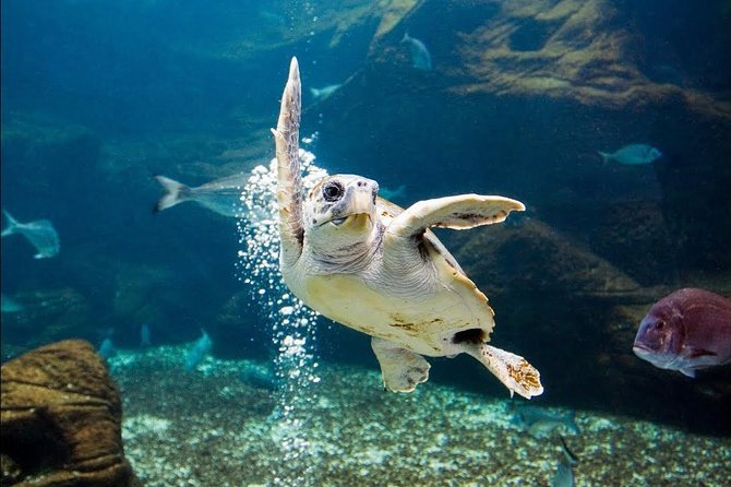 Heraklion City Tour-Market-Creta Aquarium