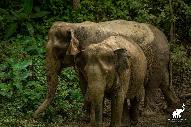 Hidden Forest Elephant Reserve: Guided Tour With Lunch & Transfer