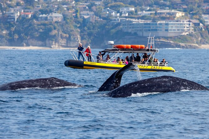 2 Best Safari Tours In Dana Point