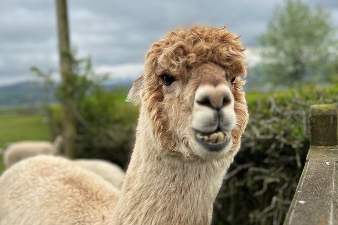 Highland Cows, Walk Alpacas & Scottish Wildlife Center From Edin - Good To Know