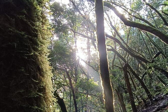 Hiking Through Enchanted Forest Above Masca Half-Day Hike Tenerif - Trail Overview