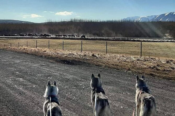 Hiking With Husky in Akureyri (Private)