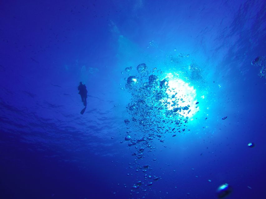 Hilo: 1-Tank Certified Beach Dive at Sea Turtle Cove