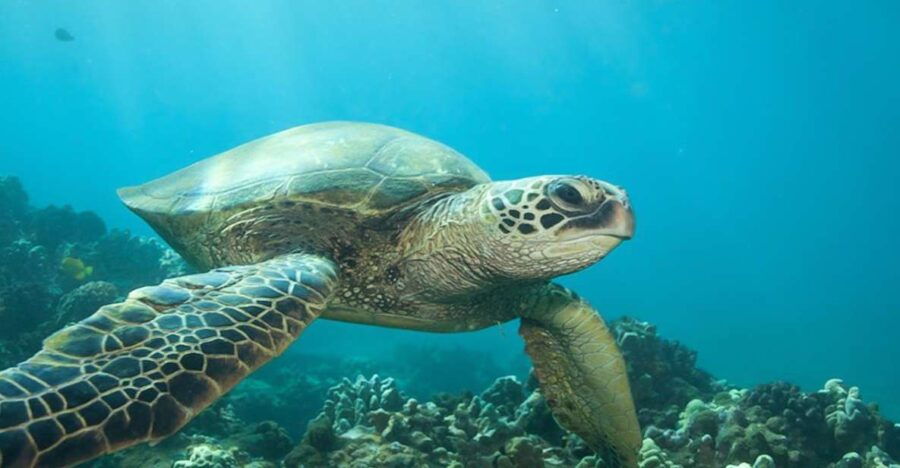 Hilo: Sea Turtle Lagoon and Black Sand Beach Snorkel