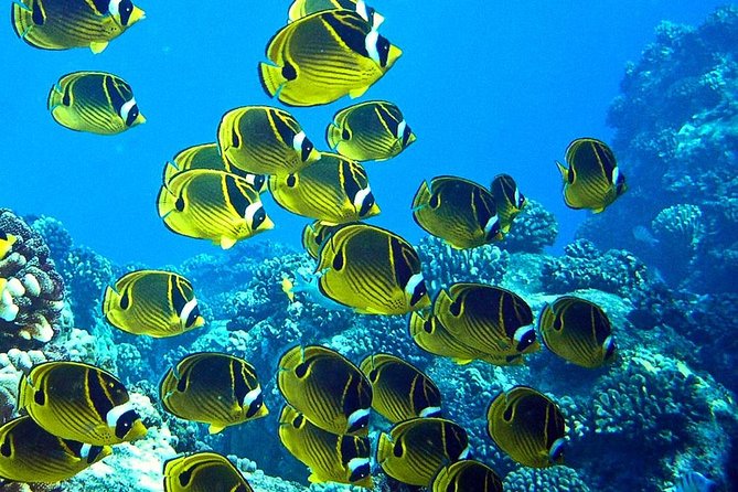 Hilo Small-Group Dolphin Watch and Snorkel Tour - Big Island of Hawaii