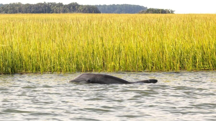 Hilton Head: Calibogue Sound Private Dolphin Boat Charter - Good To Know