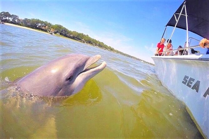 Hilton Head Dolphin Tour With Stop at Disappearing Island - Good To Know
