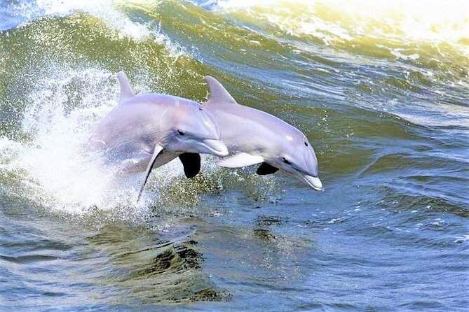 Hilton Head Island Dolphin Watching Nature Cruise - Good To Know