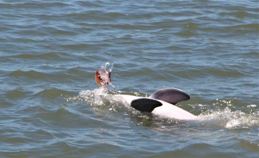 Hilton Head Island: Private Dolphin Watching Boat Tour - Good To Know