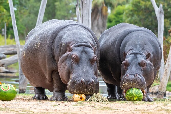 Hippo Experience at Werribee Open Range Zoo