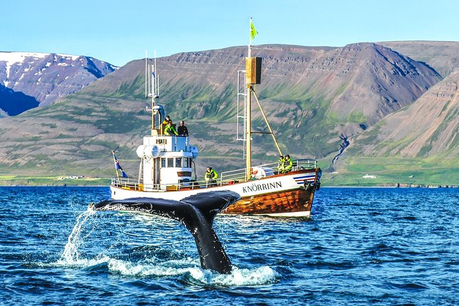 Hjalteyri Whale-Watching Tour on Traditional Oak Ship - Akureyri