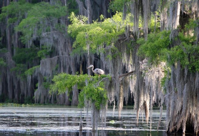 Honey Island Swamp Tour With Pickup From New Orleans - Good To Know