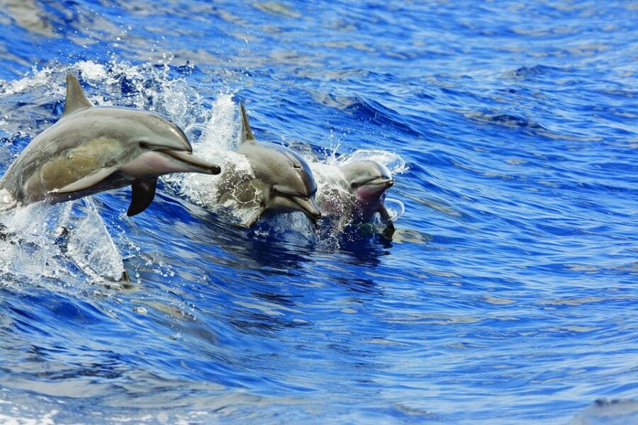 Honokohau: Kona Snorkel and Sail With Drinks and Snacks - Good To Know