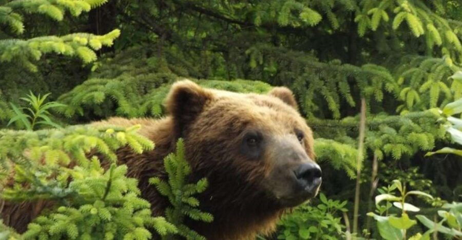 Hoonah: Chichagof Island Brown Bear Search