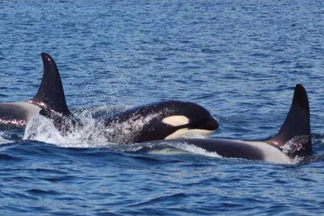 7 Best Whale Watching Experiences In Hoonah