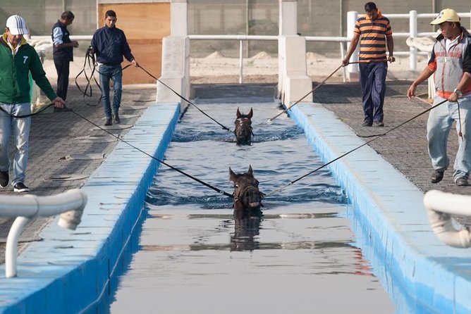 Horses Stables & New Dubai Tour - Dubai Horse Stables