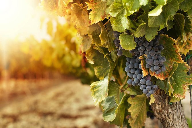 Hua Hin Hills Vineyard
