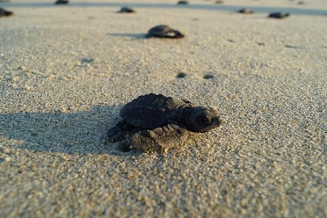 Huatulco, Oaxaca: Baby Turtle Release