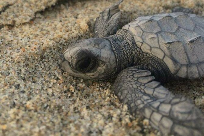 Huatulco Small-Group Nature Preservation Tour