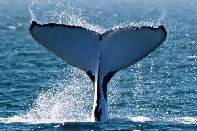 Humpback or Whaleshark Swim Ningaloo Reef - Good To Know