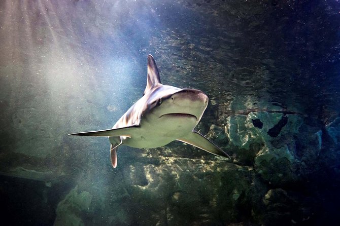 Hunstanton SEA LIFE Sanctuary General Admission Ticket