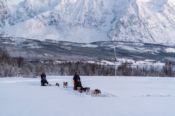 Husky Experience and Dog Sled Driving – Morning Tour