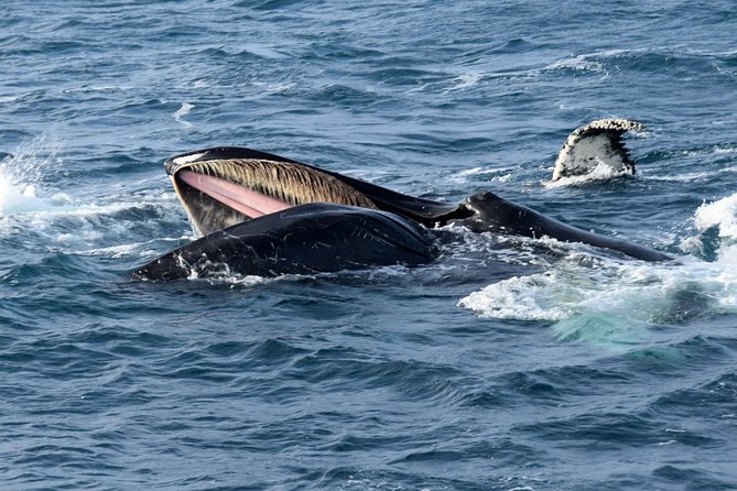 Iceland Super Saver: Northern Lights Cruise Plus Whale-Watching Tour From Reykjavik