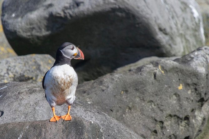 Iceland Super Saver: Puffin Cruise Plus Whale-Watching Tour From Reykjavik