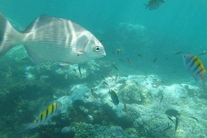 Ixtapa Island Tour - Good To Know