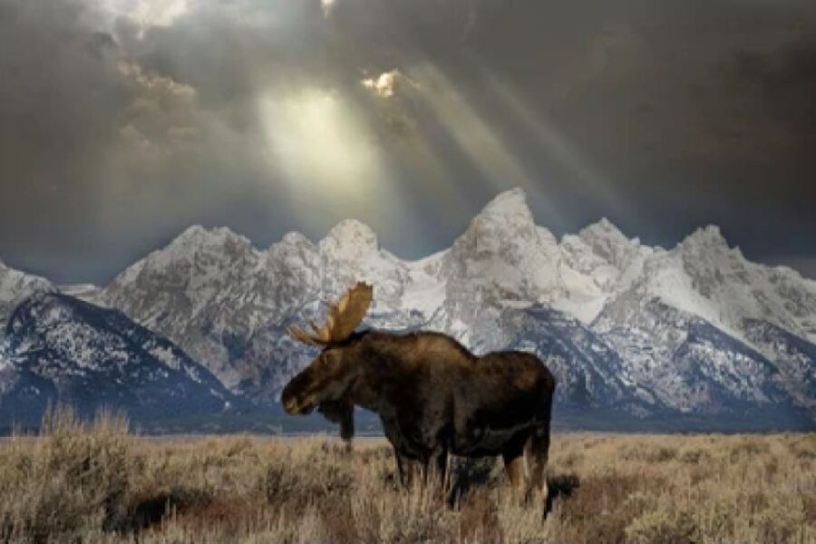 Jackson: 4-Day Grand Teton & Yellowstone Winter Tour - Good To Know