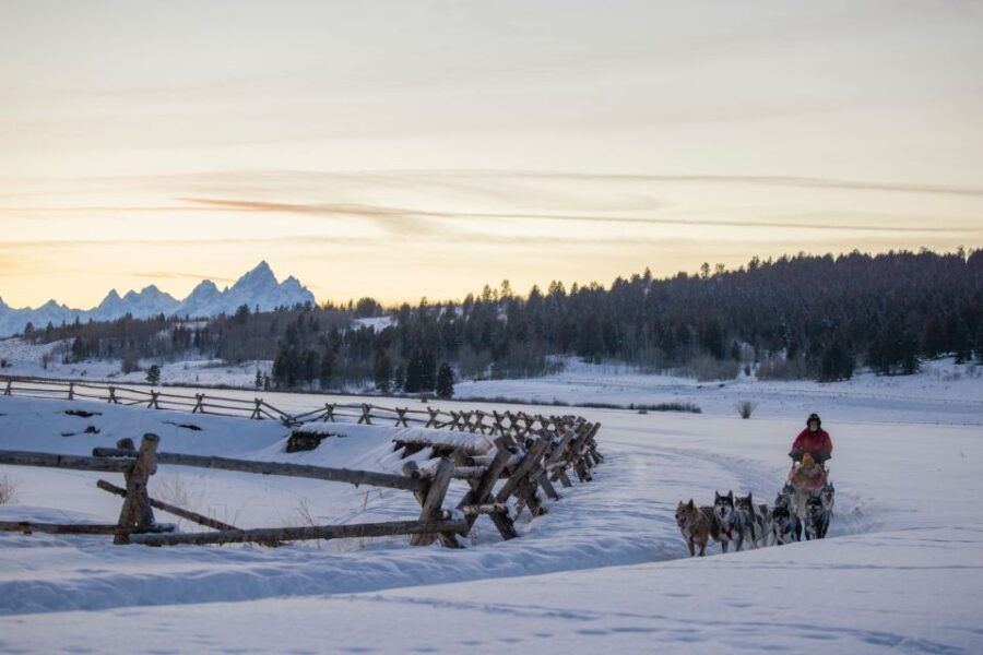 Jackson Hole: Dogsledding Tour With Hot Chocolate