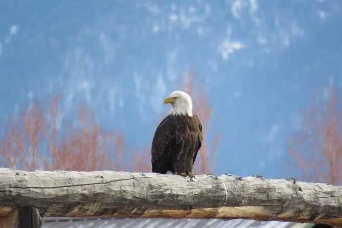 Jackson Hole & Grand Teton Park – Full-Day Wildlife Tour