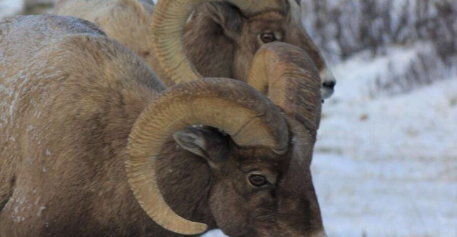 Jackson Hole : Grand Teton Winter Wildlife Tours For 1 To 4 - Good To Know