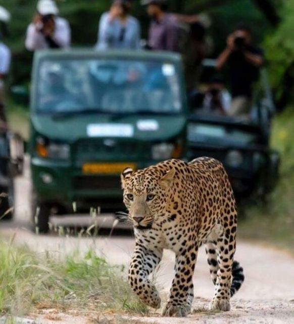 Jaipur: Jhalana Leopard Safari Private Tour - Good To Know
