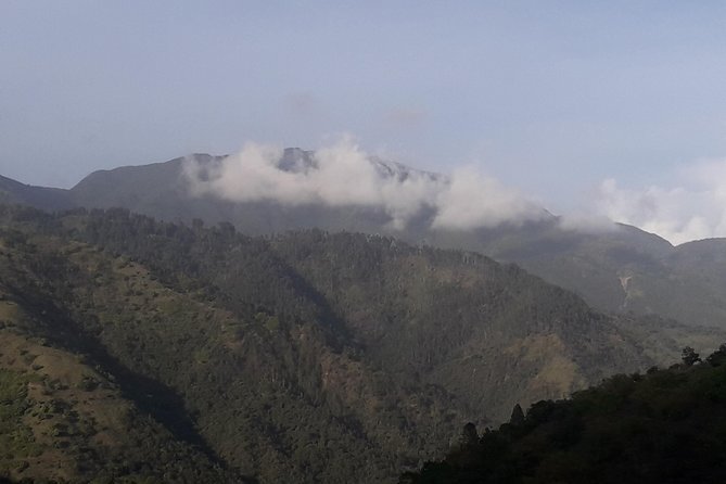Jamaica Blue Mountain Guided Nature Tour