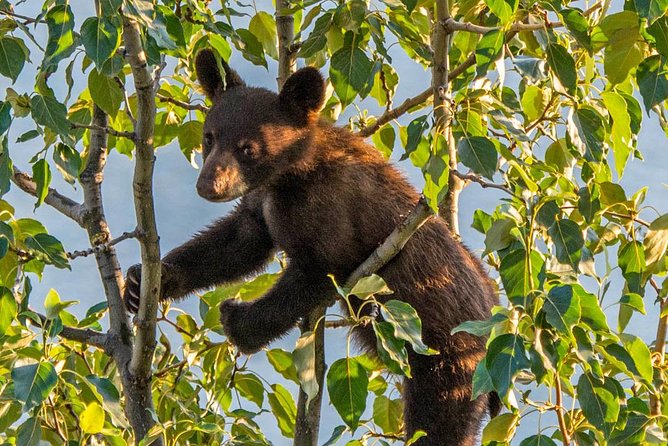Jasper Evening Wildlife Tour - Good To Know