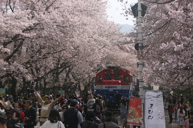 Jinhae Cherry Blossom Festival Tour