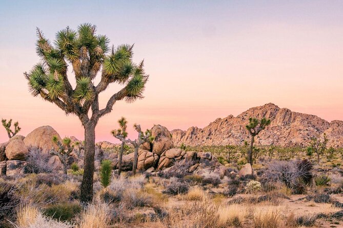 Joshua Tree National Park Offroad Tour - Good To Know
