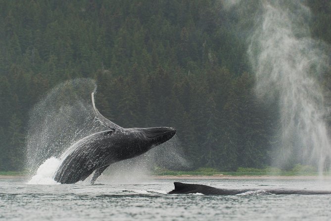 Juneau Kayaking Adventure to Humpback Whale Feeding Grounds - Good To Know