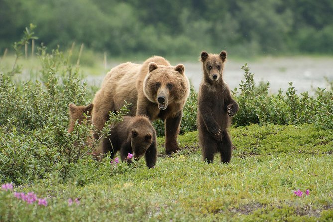 Juneau Shore Excursion: Fortress of the Bears Pack Creek