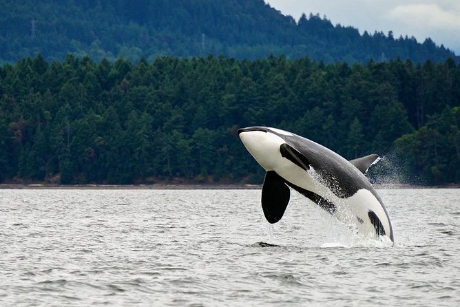 Juneau Whale Watching and Salmon Bake - Good To Know