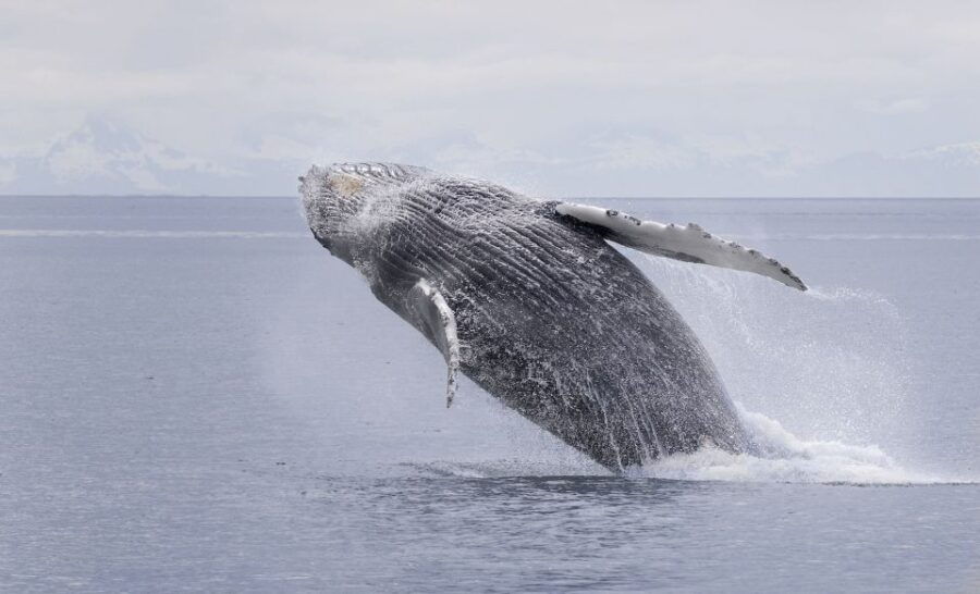 Juneau: Whale Watching and Wildlife Cruise With Local Guide - Good To Know
