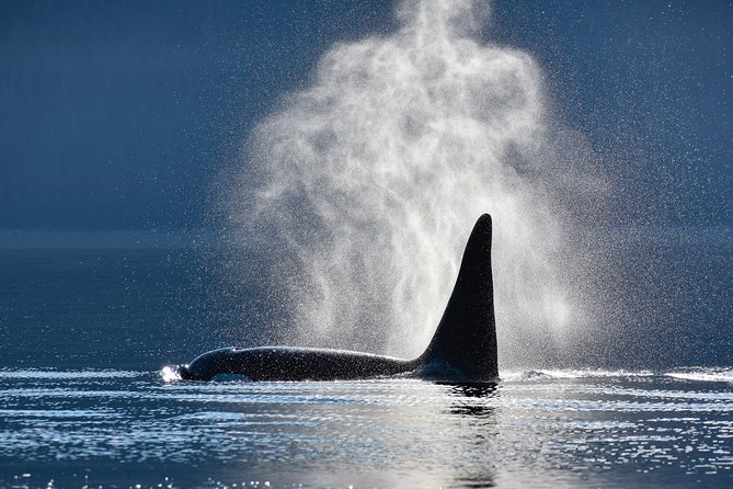 Juneaus Premier Whale Watching! - More Time on the Water! - Good To Know