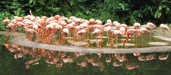 Jurong Bird Park Bird Photography - Good To Know