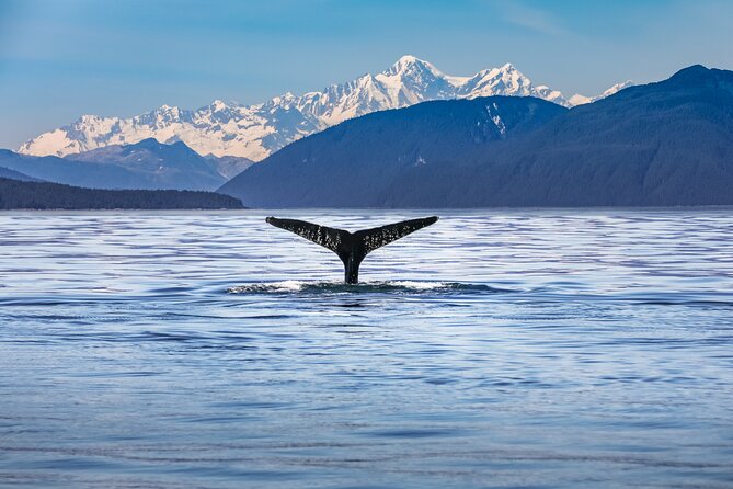 Kaikoura Day Tour With Kayak Experience From Christchurch