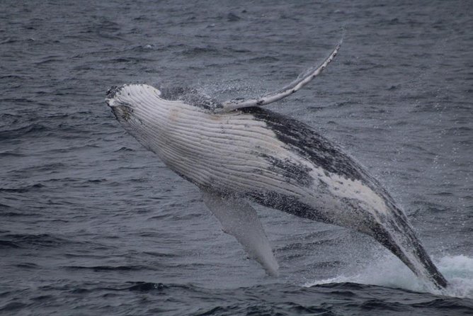 Kaikoura Day Tour With Whale Watching