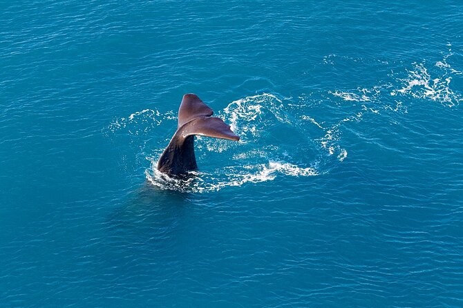Kaikoura Helicopters Extended Whale Watch Flight - Good To Know