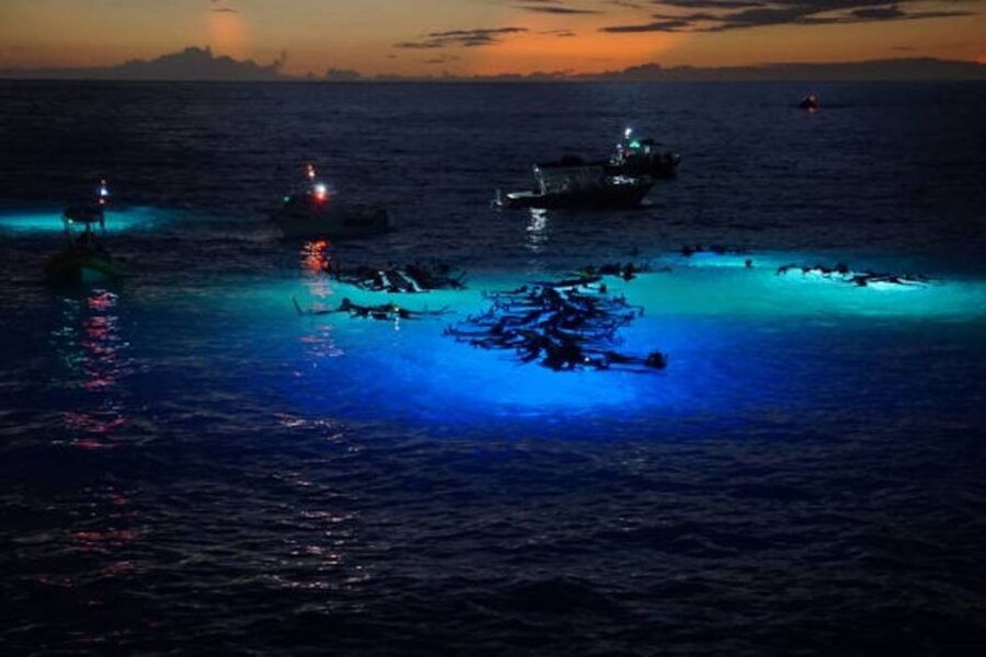 Kailua-Kona: Manta Ray Watching Nighttime Boat Trip - Good To Know