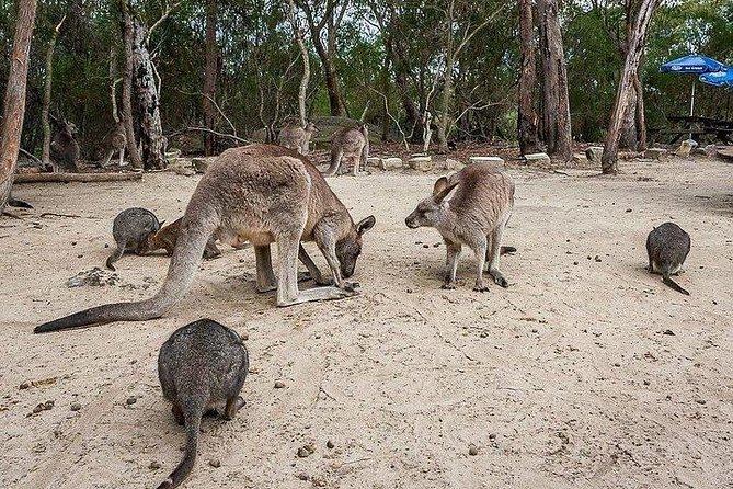 Kangaroo Encounter & Aboriginal Rock Arts Half-Day Trip From Sydney